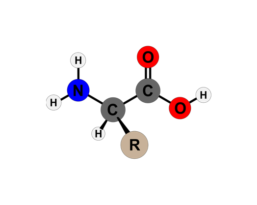 Amino Acids